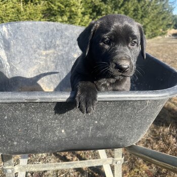 Gsp lab x German shepherd 