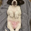 English Springer spaniël puppy for sale-2