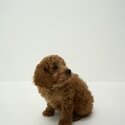 Loving F1B Cavoodle 5 month Puppy Seeking Forever Home