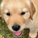 Golden Retriever Male Puppy-0