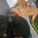 FREE puppies -2