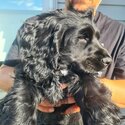 Female English cocker spaniel puppy -2