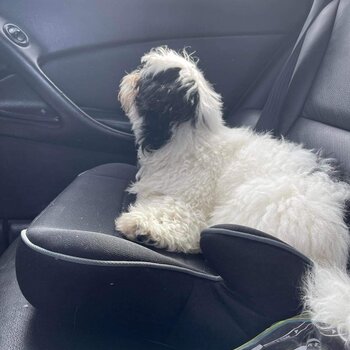 Female shih tzu /westie poodle 