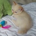 Purebred ragdoll kitten-5