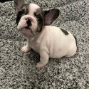 FRENCHIE PUPS-5