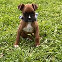 Boxer puppies -4