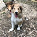 Adorable border collie puppies for adoption-1