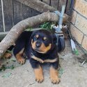 Purebred Rottweiler Puppies For Sale-0