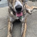 Beautiful family dog for adoption.-3