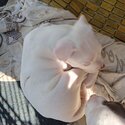 White pit bull puppies -1