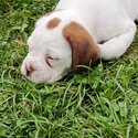 Purebred Boxer puppies, 7 weeks old ready for forever homes-2