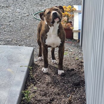 Friendly Very Clever Pure Bred American Staffy