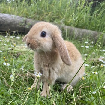 Minilop baby rabbits ALL GONE