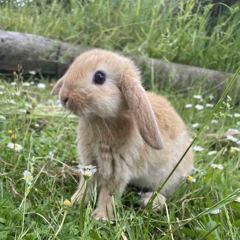 Minilop baby rabbits ALL GONE