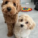 Beautiful Cavoodle Puppies and adult for adoption-0