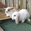 BABY RABBITS-1