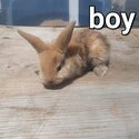 Mini lop rabbits -2