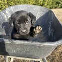 Gsp lab x German shepherd -4