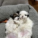 Shihtzu bischon cross puppies-4