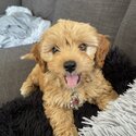 Cavoodle puppies -4