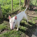 Bull Terrier -4