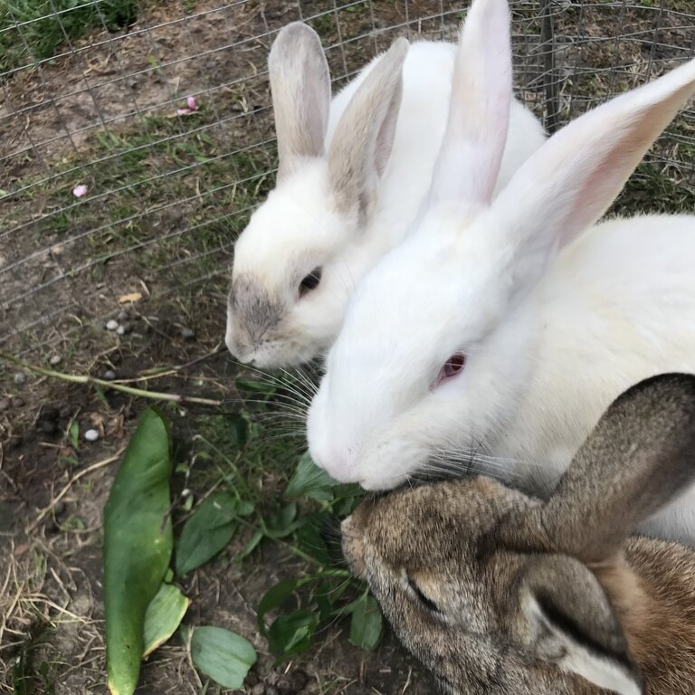 3 rabbits need a loving home