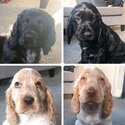 4x Cocker Spaniel Puppies, Ready for their new home now -0