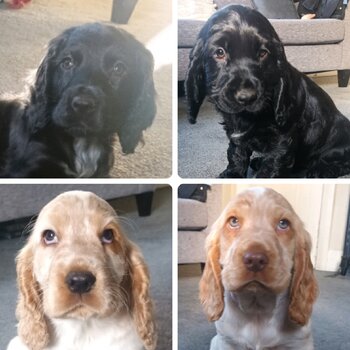 4x Cocker Spaniel Puppies, Ready for their new home now 