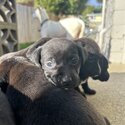 black lab x pups looking for homes -1