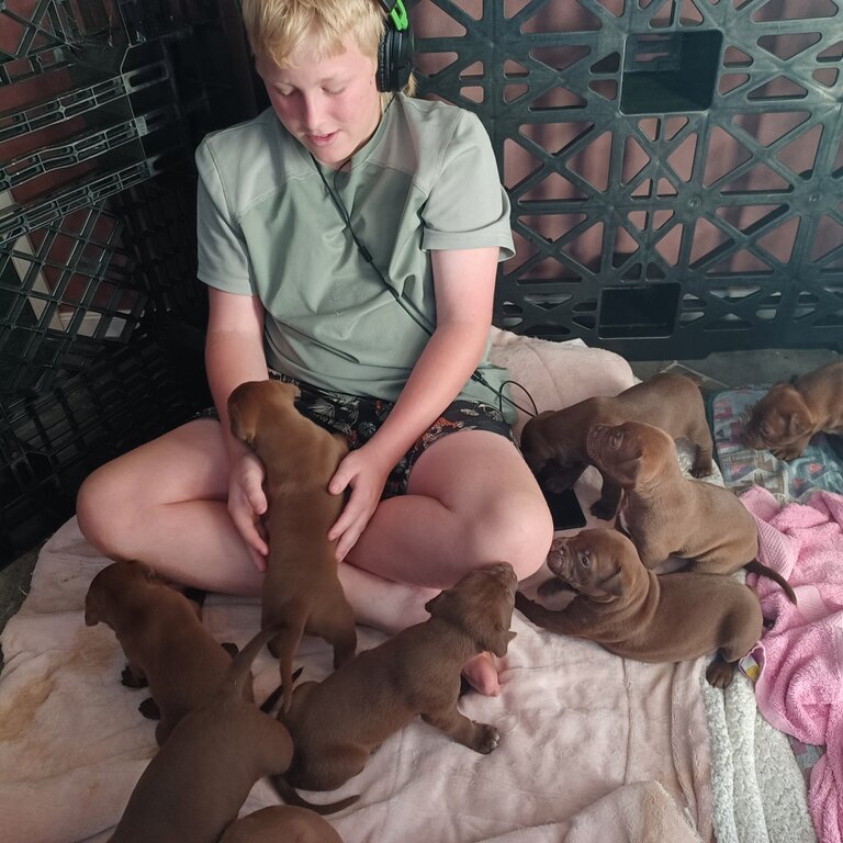 Staffy puppies