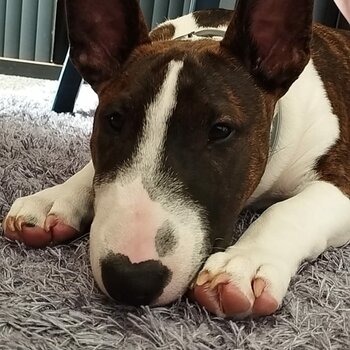 22 Month old Female English Bull Terrier for adoption