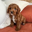 Beautiful Cavoodle Puppies and adult for adoption-3