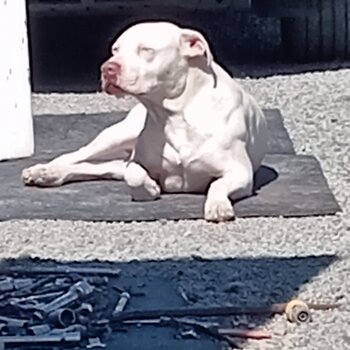 White pit bull puppies 