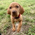 Purebred Hungarian Vizsla Puppy-0