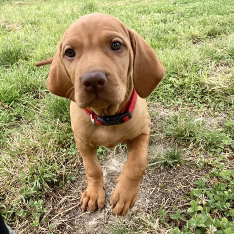 Purebred Hungarian Vizsla Puppy