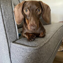 Cute Pured Daschund -4