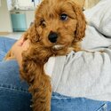 Cavoodle Male Puppy for Sale-2