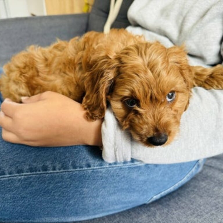 Cavoodle Male Puppy for Sale