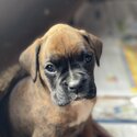 3 purebred Boxer puppies-4