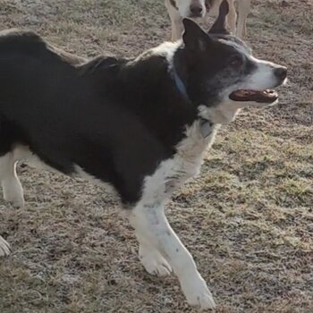 Boarder Collie