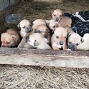 Sharpei/Ridgeback/ Staff Cross Puppies for Sale-0