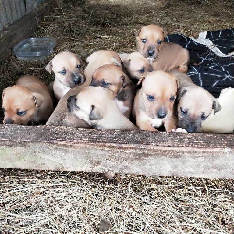 Sharpei/Ridgeback/ Staff Cross Puppies for Sale