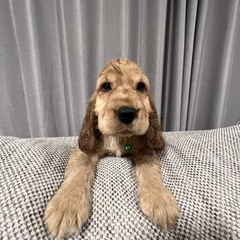 Purebred English cocker spaniel puppies 