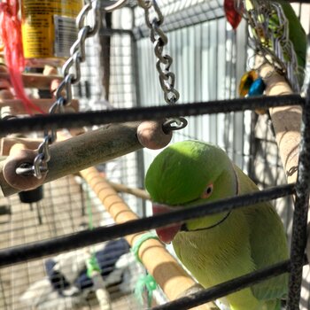 Indian ringnecks male female must go together