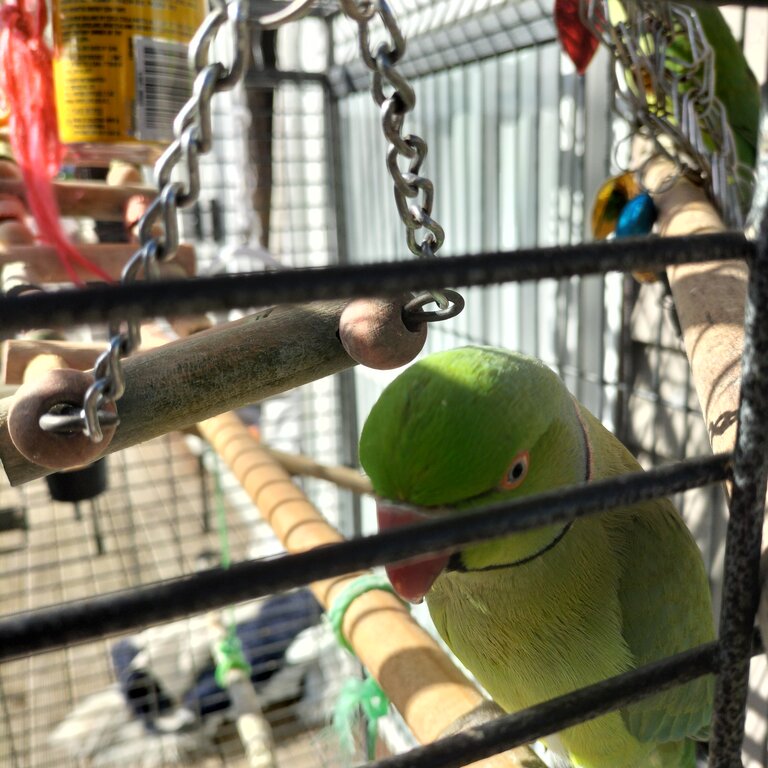 Indian ringnecks male female must go together